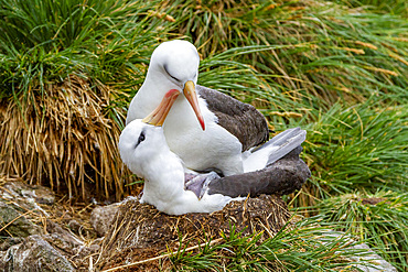 Adult black-browed albatross (Thalassarche melanophrys), pair in courtship display at nesting site on New Island, Falklands, South America