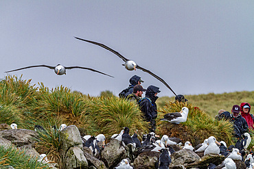 Adult black-browed albatross (Thalassarche melanophrys), in flight returning to nesting site on West Point Island, Falklands, South America