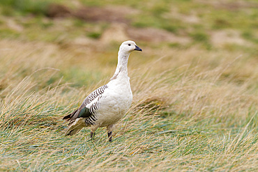 Adult male Magellan goose (upland goose) (Chloephaga picta), on New Island in the Falkland Islands, South Atlantic Ocean, South America