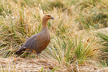 Adult female Magellan goose (upland goose) (Chloephaga picta), on New Island in the Falkland Islands, South Atlantic Ocean, South America