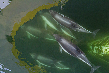 Adult Peale's Dolphin (Lagenorhynchus australis), bow-riding near New Island in the Falkland Islands, South America