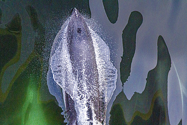 Adult Peale's Dolphin (Lagenorhynchus australis), bow-riding near New Island in the Falkland Islands, South America