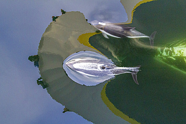 Adult Peale's Dolphin (Lagenorhynchus australis), bow-riding near New Island in the Falkland Islands, South America