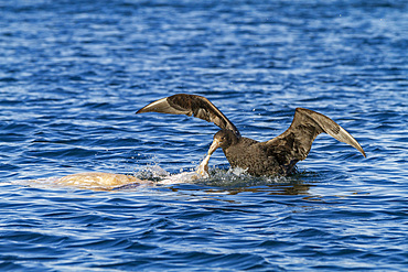 Southern giant petrel (Macronectes giganteus), feeding on a sheep carcass at West Point Island, Falkland Islands, South America