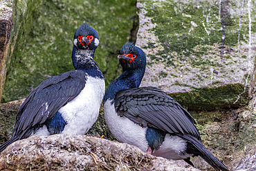 Rock shag (Phalacrocorax magellanicus), pair exhibiting courtship behavior near New Island in the Falkland Islands, South America