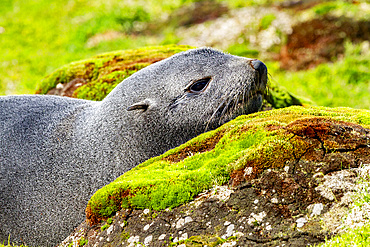 Adult Antarctic fur seal (Arctocephalus gazella), in Ocean Harbor on South Georgia Island, Southern Ocean, Polar Regions