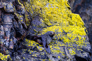 Adult Antarctic fur seal (Arctocephalus gazella), on lichen-covered rocks in Hercules Bay on South Georgia Island, Polar Regions