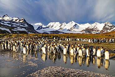 Sunrise on king penguins (Aptenodytes patagonicus) at nesting and breeding colony at Salisbury Plain, South Georgia, Polar Regions