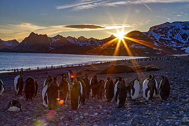 Sunrise on king penguins (Aptenodytes patagonicus) at nesting and breeding colony at Salisbury Plain, South Georgia, Polar Regions