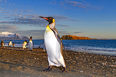 Sunrise on king penguins (Aptenodytes patagonicus) at nesting and breeding colony at Salisbury Plain, South Georgia, Polar Regions