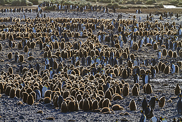 Sunrise on king penguins (Aptenodytes patagonicus) at nesting and breeding colony at Salisbury Plain, South Georgia, Polar Regions