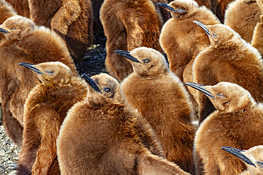 King penguin (Aptenodytes patagonicus) chicks (okum boys) at nesting colony at Salisbury Plain, South Georgia, Polar Regions