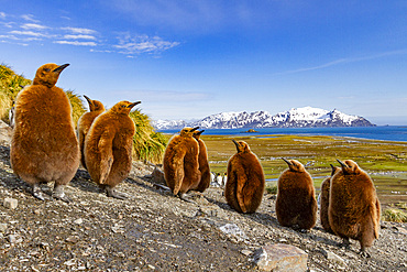 King penguin (Aptenodytes patagonicus) chicks (okum boys) at nesting colony at Salisbury Plain, South Georgia, Polar Regions