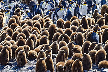 King penguin (Aptenodytes patagonicus) chicks (called 'okum boys') at nesting colony at Salisbury Plain, South Georgia.