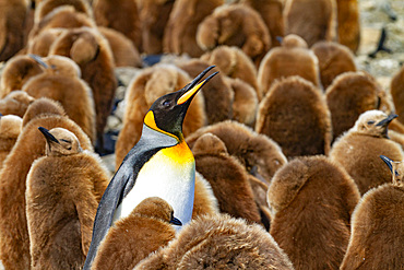 Adult king penguins (Aptenodytes patagonicus) amongst chicks (okum boys) at Salisbury Plain, South Georgia, Polar Regions