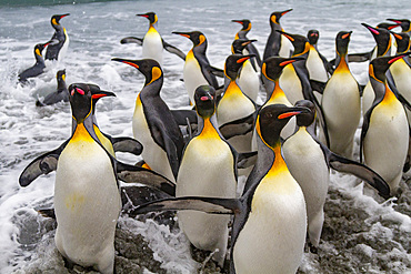 Adult king penguins (Aptenodytes patagonicus) returning from sea to the breeding colony at Salisbury Plain, South Georgia, Polar Regions