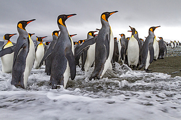 Adult king penguins (Aptenodytes patagonicus) returning from sea to the nesting colony at Salisbury Plain, South Georgia, Polar Regions