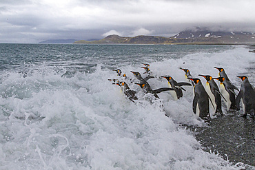 Adult king penguins (Aptenodytes patagonicus) returning to sea from the nesting colony at Salisbury Plain, South Georgia, Polar Regions