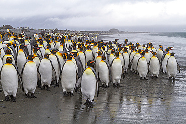 Adult king penguins (Aptenodytes patagonicus) returning to sea from the nesting colony at Salisbury Plain, South Georgia, Polar Regions