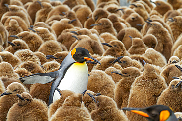 Adult king penguin (Aptenodytes patagonicus) amongst chicks at breeding colony at Gold Harbour, South Georgia Island.