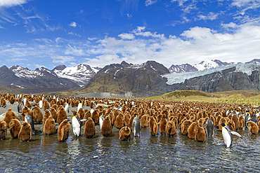 Adult king penguins (Aptenodytes patagonicus) amongst chicks at breeding colony at Gold Harbour, South Georgia Island, Polar Regions