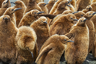 King penguin (Aptenodytes patagonicus) chicks (called 'okum boys') at breeding colony at Gold Harbour, South Georgia.