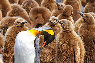 Adult king penguin (Aptenodytes patagonicus) amongst chicks at breeding colony at Gold Harbour, South Georgia Island.
