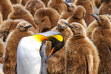 Adult king penguin (Aptenodytes patagonicus) amongst chicks at breeding colony at Gold Harbour, South Georgia Island, Polar Regions