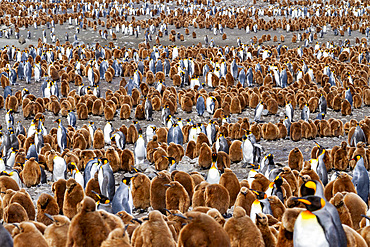 Adult king penguins (Aptenodytes patagonicus) amongst chicks at breeding colony at Gold Harbour, South Georgia Island, Polar Regions