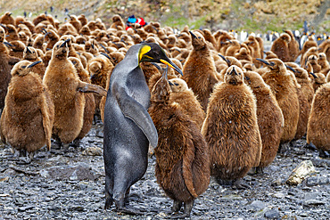 A rare melanistic king penguin (Aptenodytes patagonicus), feeding its okum boy chick at Fortuna Bay, South Georgia Island, Polar Regions