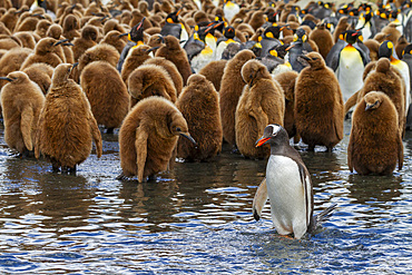 Adult gentoo penguin (Pygoscelis papua) amongst king penguins (Aptenodytes patagonicus) at nesting and breeding colony at Gold Harbour on South Georgia Island, Southern Ocean.