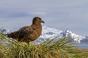 Adult Subantarctic Skua (Catharacta antarctica lonnbergi) on tussac at Salisbury Plain on South Georgia Island, Polar Regions