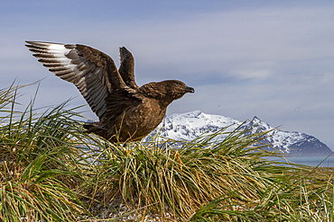 Adult Subantarctic Skua (Catharacta antarctica lonnbergi) on tussac at Salisbury Plain on South Georgia Island, Polar Regions