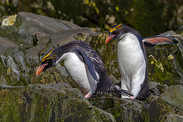 Macaroni penguins (Eudyptes chrysolophus) scrambling up steep cliffs at Hercules Bay on South Georgia Island, Polar Regions