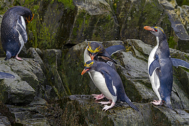 Macaroni penguins (Eudyptes chrysolophus) scrambling up steep cliffs at Hercules Bay on South Georgia Island, Polar Regions