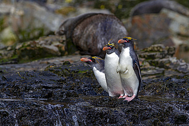 Macaroni penguins (Eudyptes chrysolophus) scrambling up steep cliffs at Hercules Bay on South Georgia Island, Polar Regions