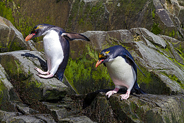 Macaroni penguins (Eudyptes chrysolophus) scrambling up steep cliffs at Hercules Bay on South Georgia Island, Polar Regions