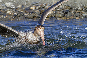 Northern giant petrel (Macronectes halli) threat display while feeding on elephant seal pup carcass at Stromness, South Georgia, Polar Regions