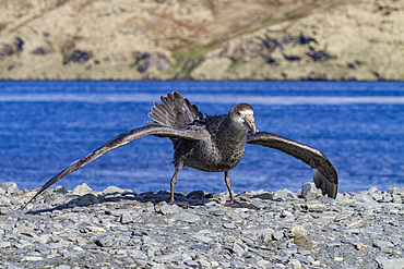 Northern giant petrel (Macronectes halli) threat display on the beach at Stromness, South Georgia, Southern Ocean, Polar Regions