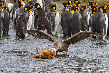 Northern giant petrel (Macronectes halli) attempting to eat a king penguin chick (Aptenodytes patagonicus), Gold Harbour, South Georgia, Polar Regions