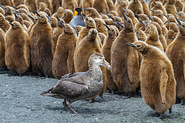 Northern giant petrel (Macronectes halli) amongst king penguin chicks at Gold Harbour, South Georgia, Southern Ocean.