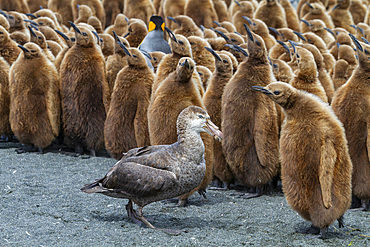 Northern giant petrel (Macronectes halli) amongst king penguin chicks at Gold Harbour, South Georgia, Southern Ocean, Polar Regions