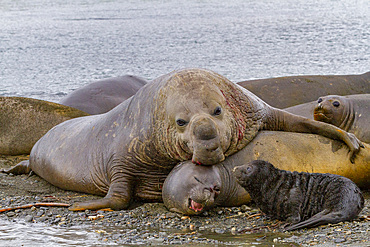 Beachmaster bull southern elephant seal (Mirounga leonina) attempting to mate at Peggotty Bluff, South Georgia, Polar Regions