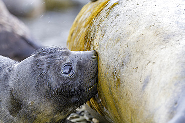 Mother southern elephant seal (Mirounga leonina) nursing young pup at breeding site at Peggotty Bluff, South Georgia Island, Polar Regions