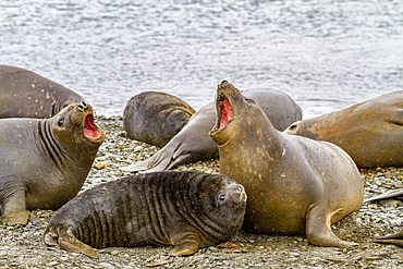 Mother southern elephant seals (Mirounga leonina) posturing at breeding site at Peggotty Bluff on South Georgia Island, Polar Regions