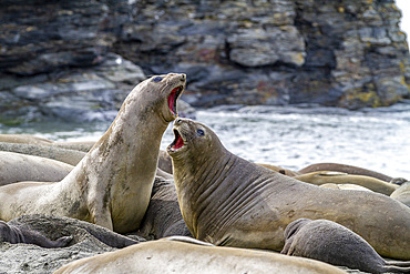 Female southern elephant seals (Mirounga leonina) showing slight aggression at Moltke Harbor on South Georgia, Polar Regions