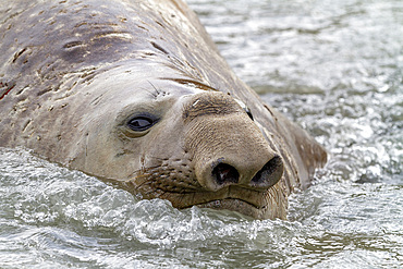 Young adult bull southern elephant seal (Mirounga leonina) close up while swimming in glacier run off, South Georgia Island, Polar Regions