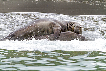 Adult bull southern elephant seal (Mirounga leonina) mating in the surf at Gold Harbour on South Georgia Island, Polar Regions