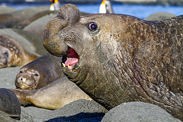 Adult bull southern elephant seal (Mirounga leonina) fleeing from another male challenger at Gold Harbour, South Georgia, Polar Regions