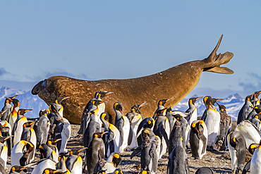 Adult bull southern elephant seal (Mirounga leonina) stretching amongst king penguins at Gold Harbour, South Georgia, Polar Regions